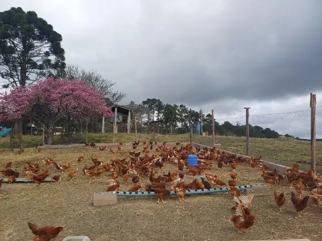 Frangas, isa Brown, e embrapa 051com 85 dias - Foto 3