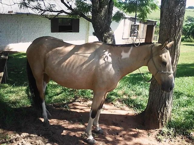 Barbada... Éguas Mangalarga Marchador, puro sangue e alta genética-Parcelamos. - Foto 4