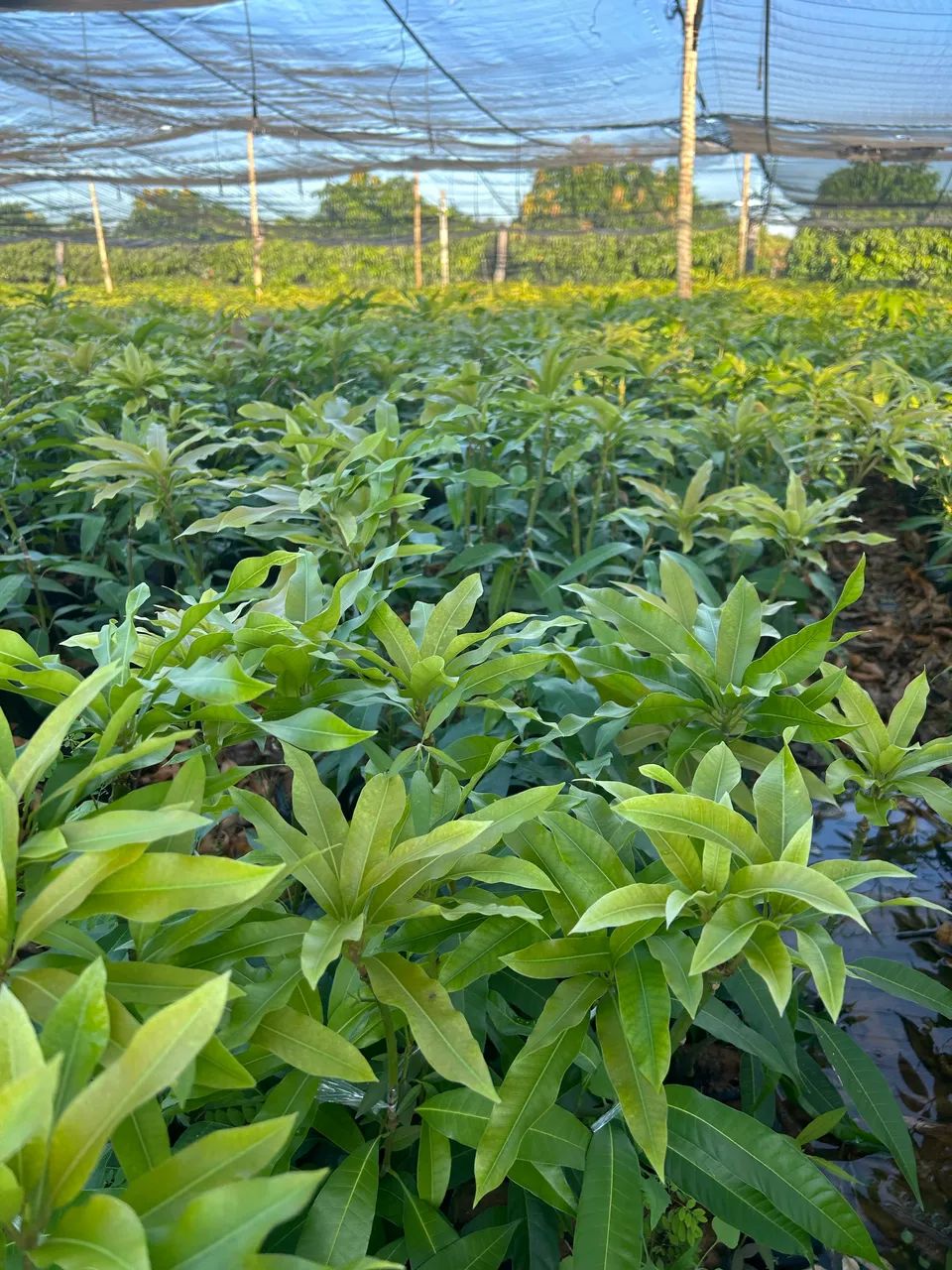 Mudas de manga - Foto 6