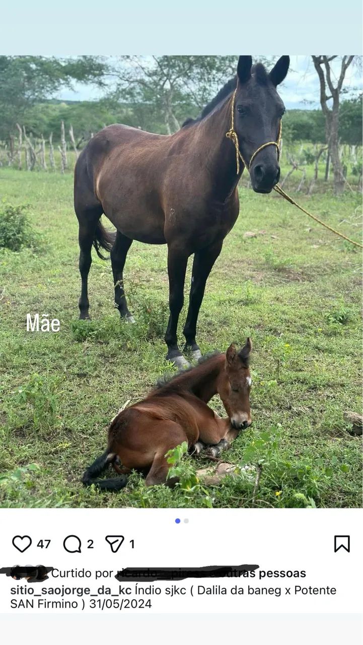 Potro MM registrado  - Foto 5