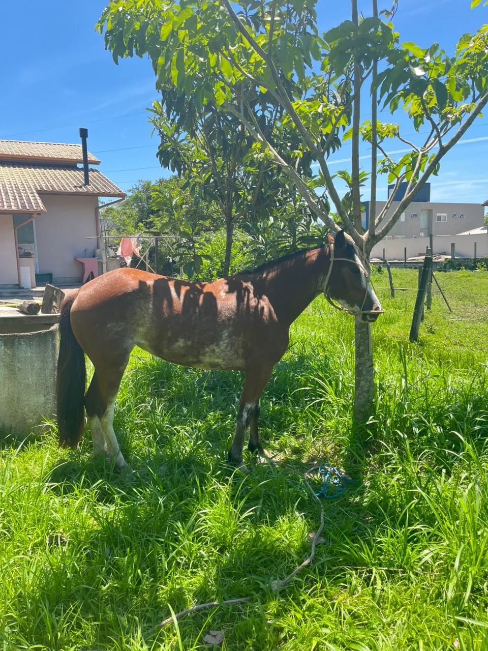 Égua oveira Crioula  - Foto 4