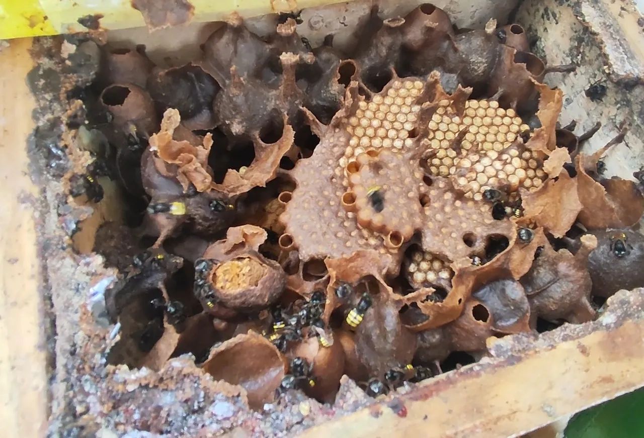  Mel de Abelha Mandaçaia  - Foto 6