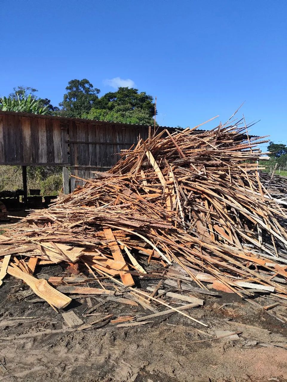 Retalhos de Eucalipto 64309220400769120