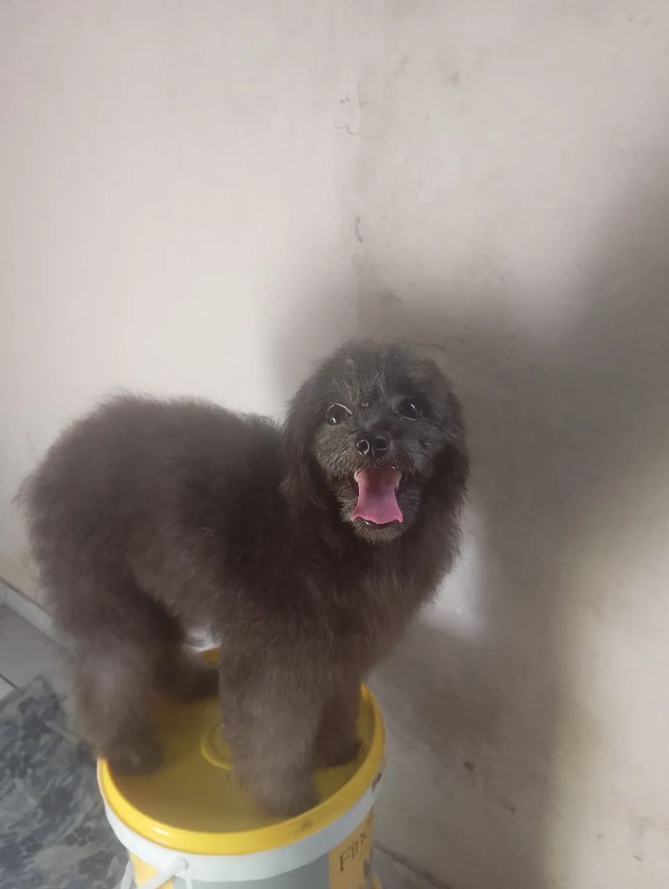 Filhote de Poodle Toy