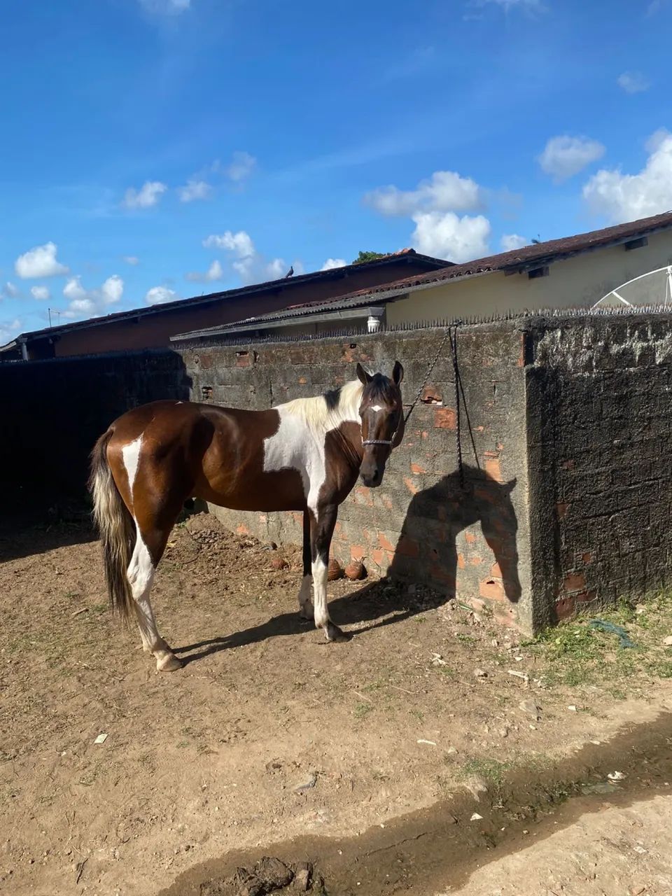 São dois Cavalos e uma égua  mangalarga ,machador c/ quarto de milha
