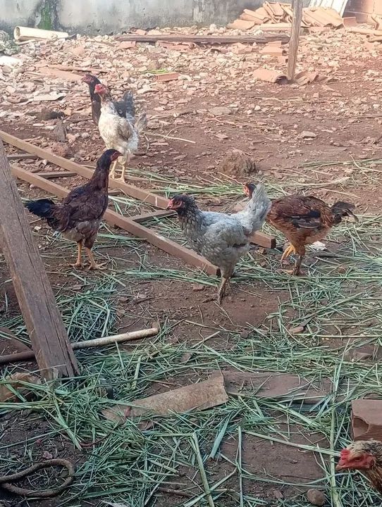 Galinhas caipiras e dois galos índio gigante - Foto 2