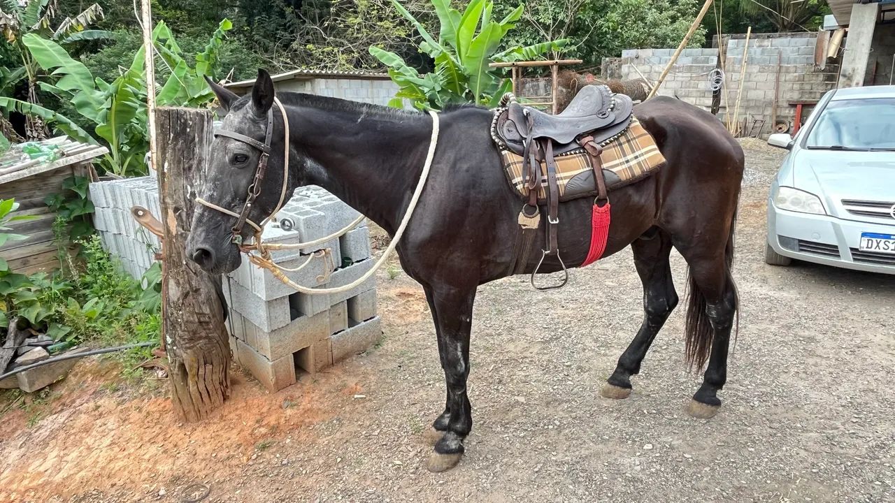 Cavalo marchador 