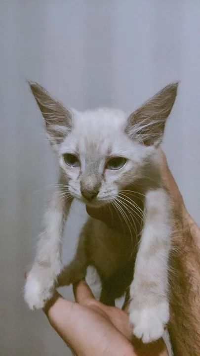 Gatinha branca e cinza disponível para adoção - Foto 3