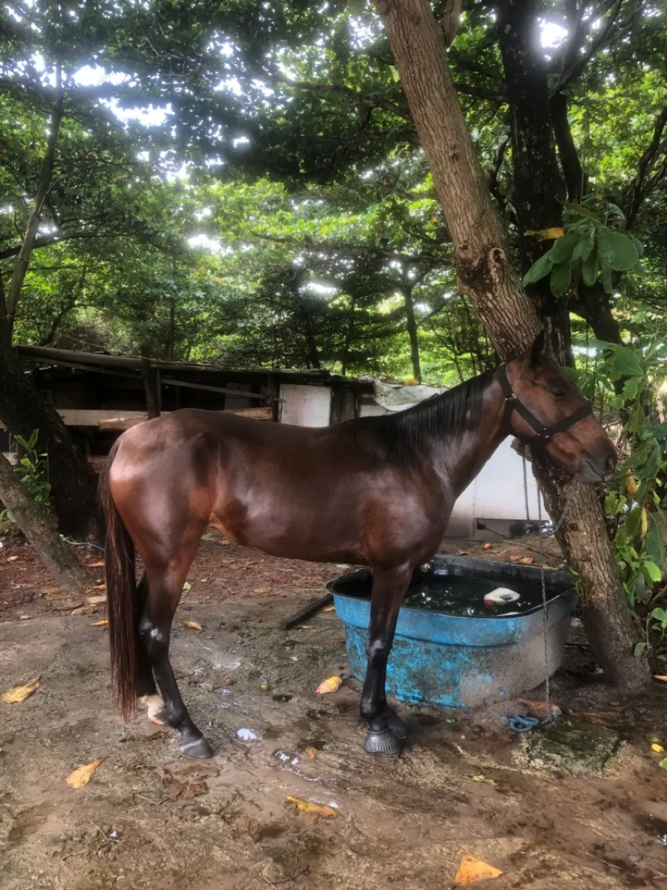 Égua baxera castanha