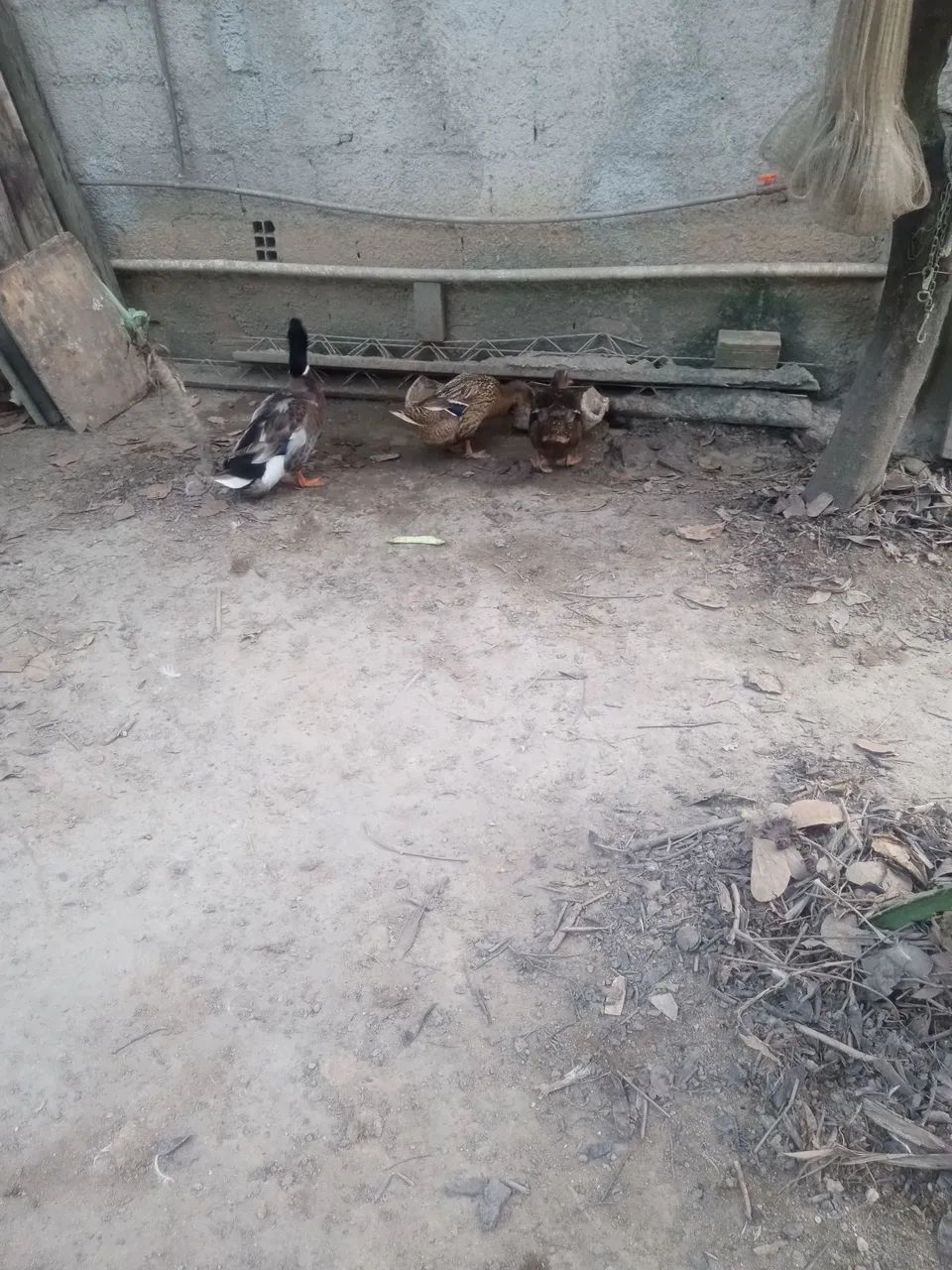 Ovos de marreca  - Foto 2