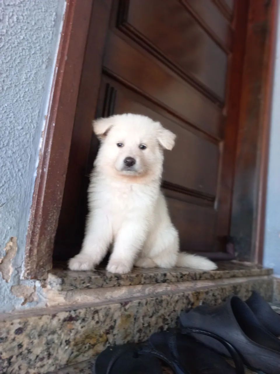 Pastor suíço  - Foto 4