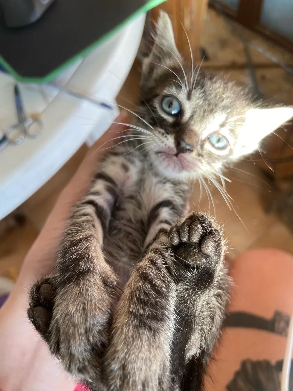 Doação filhotes gatinhos  - Foto 5