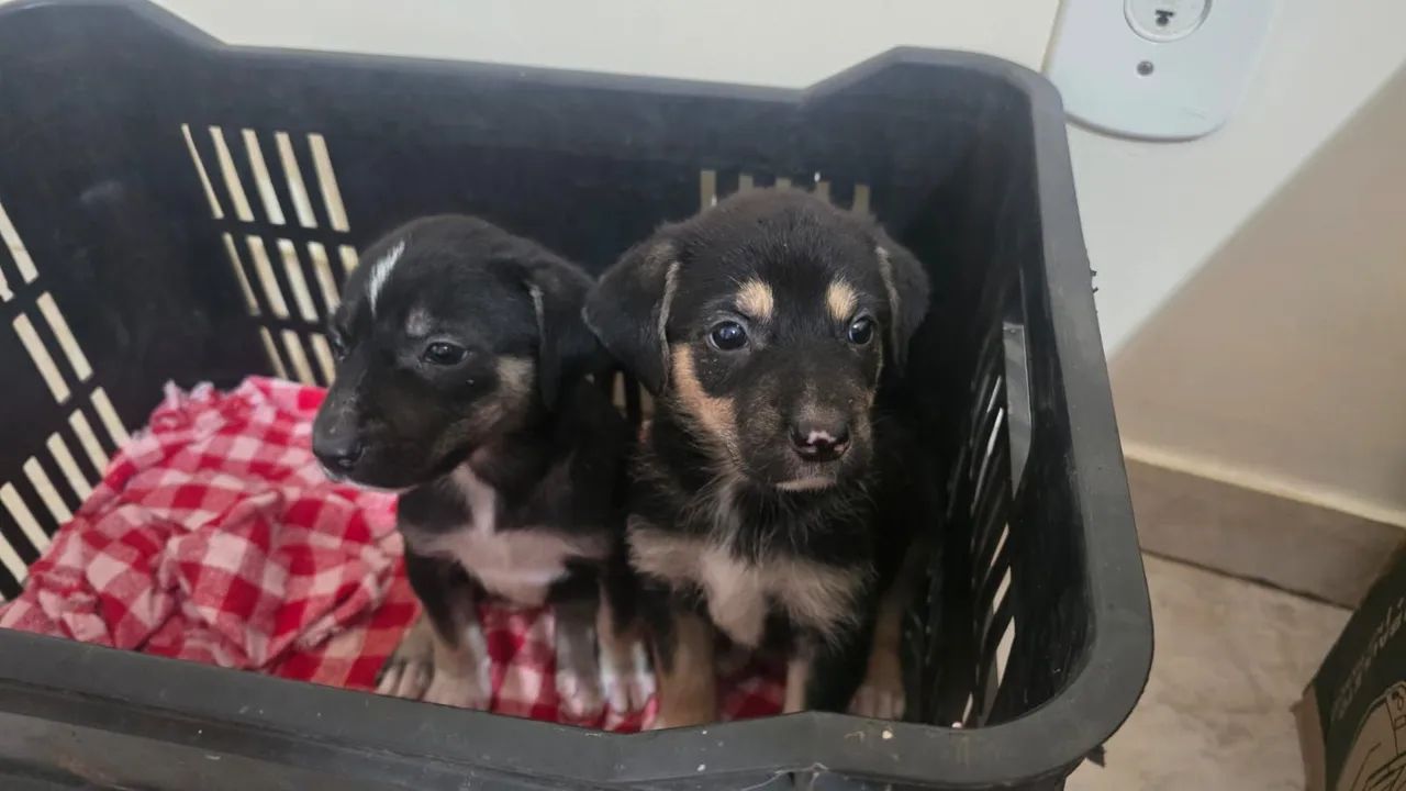 ADOÇÃO RESPONSÁVEL 