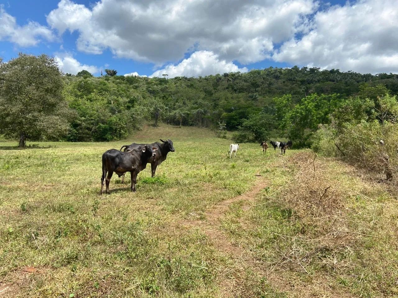 Propriedade Rural em Itaitu