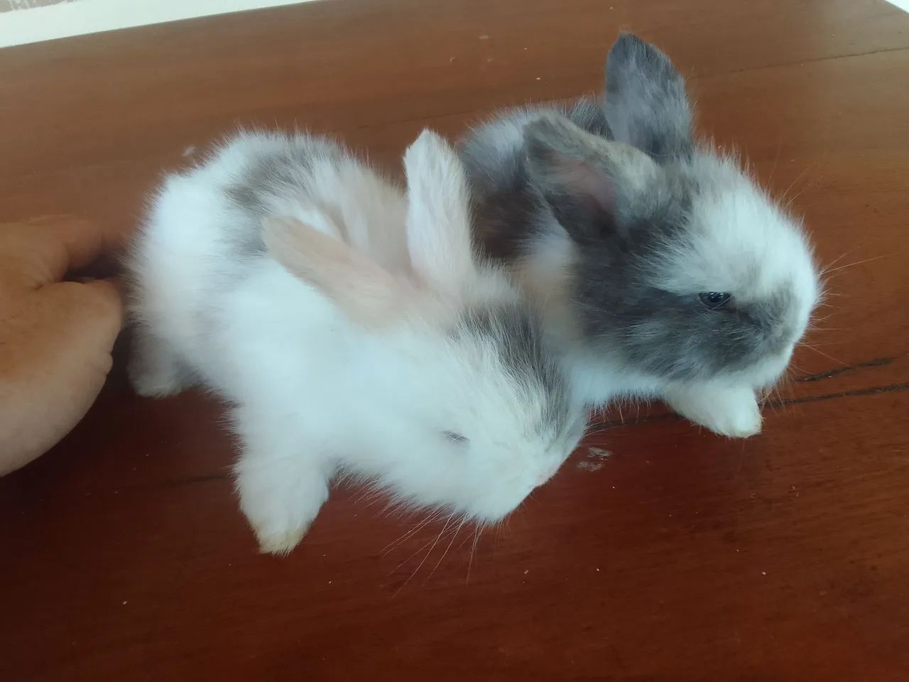 Mini coelho  - Foto 6