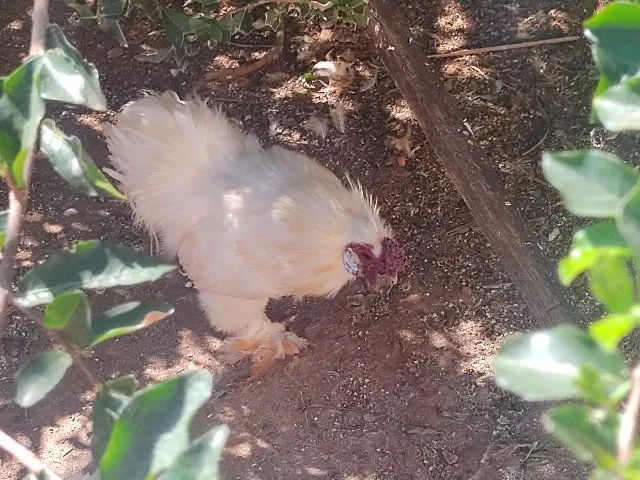 Galo Sedoso (Silkie/Japão) - Foto 5