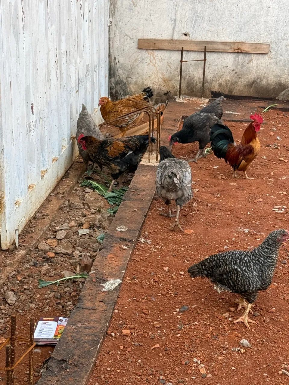 Galinha caipira e postura  - Foto 4