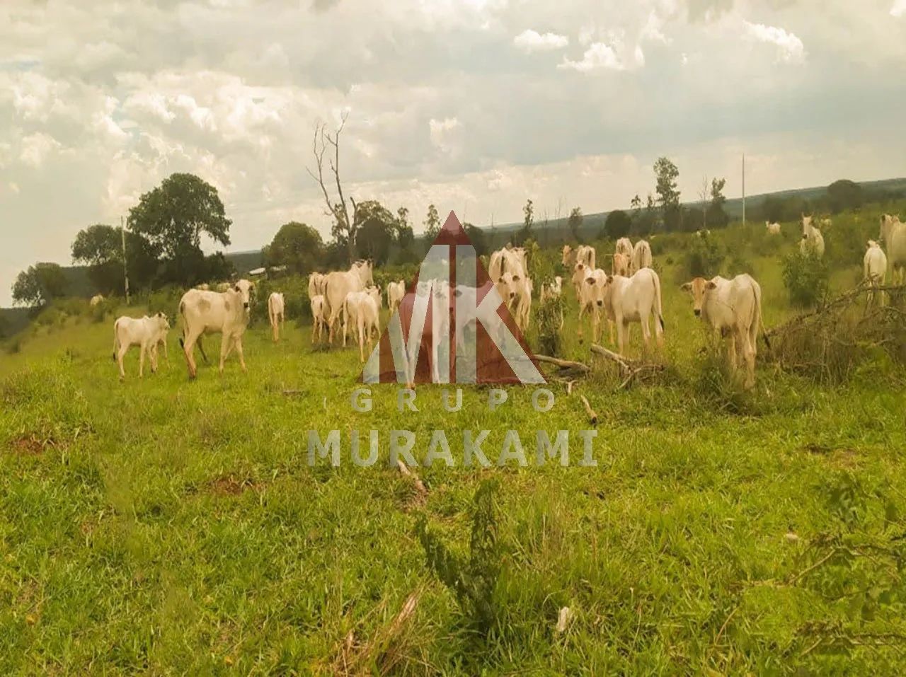 FAZENDA - CAMPO GRANDE - MS - Foto 4
