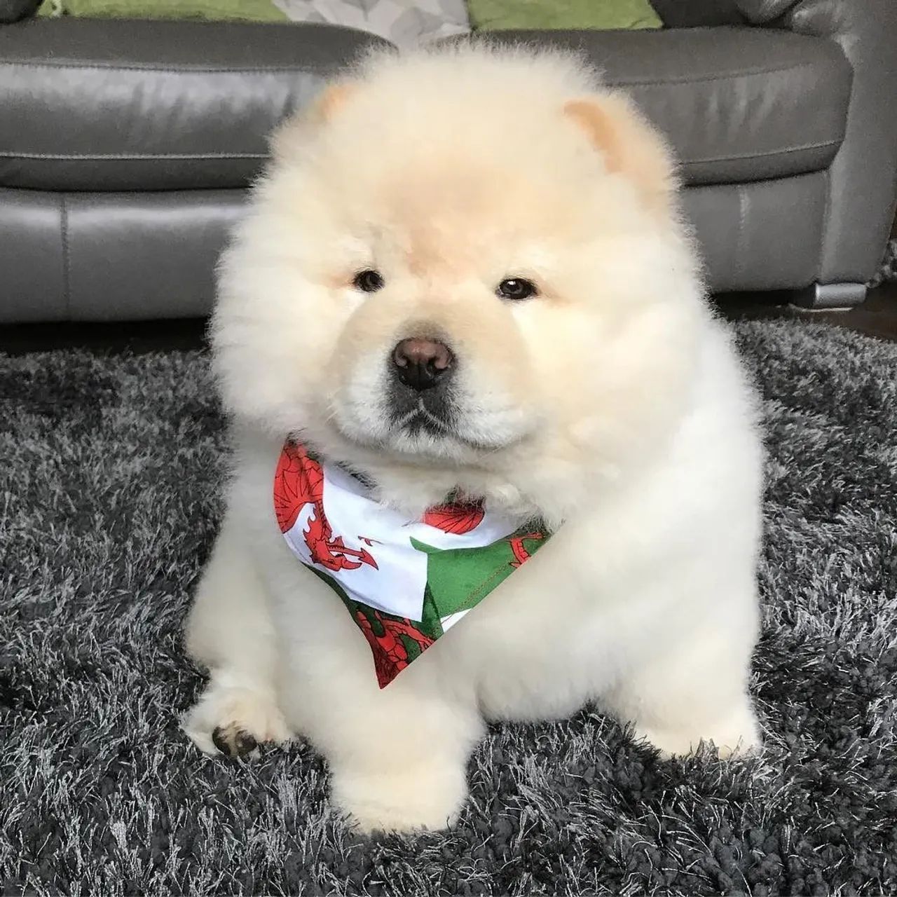Chow Chow Esse filhote vai encher sua casa de vida