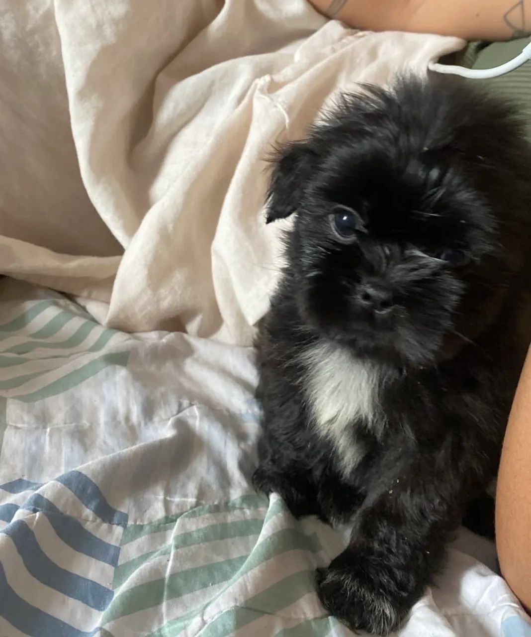Shihtzu preto  - Foto 3