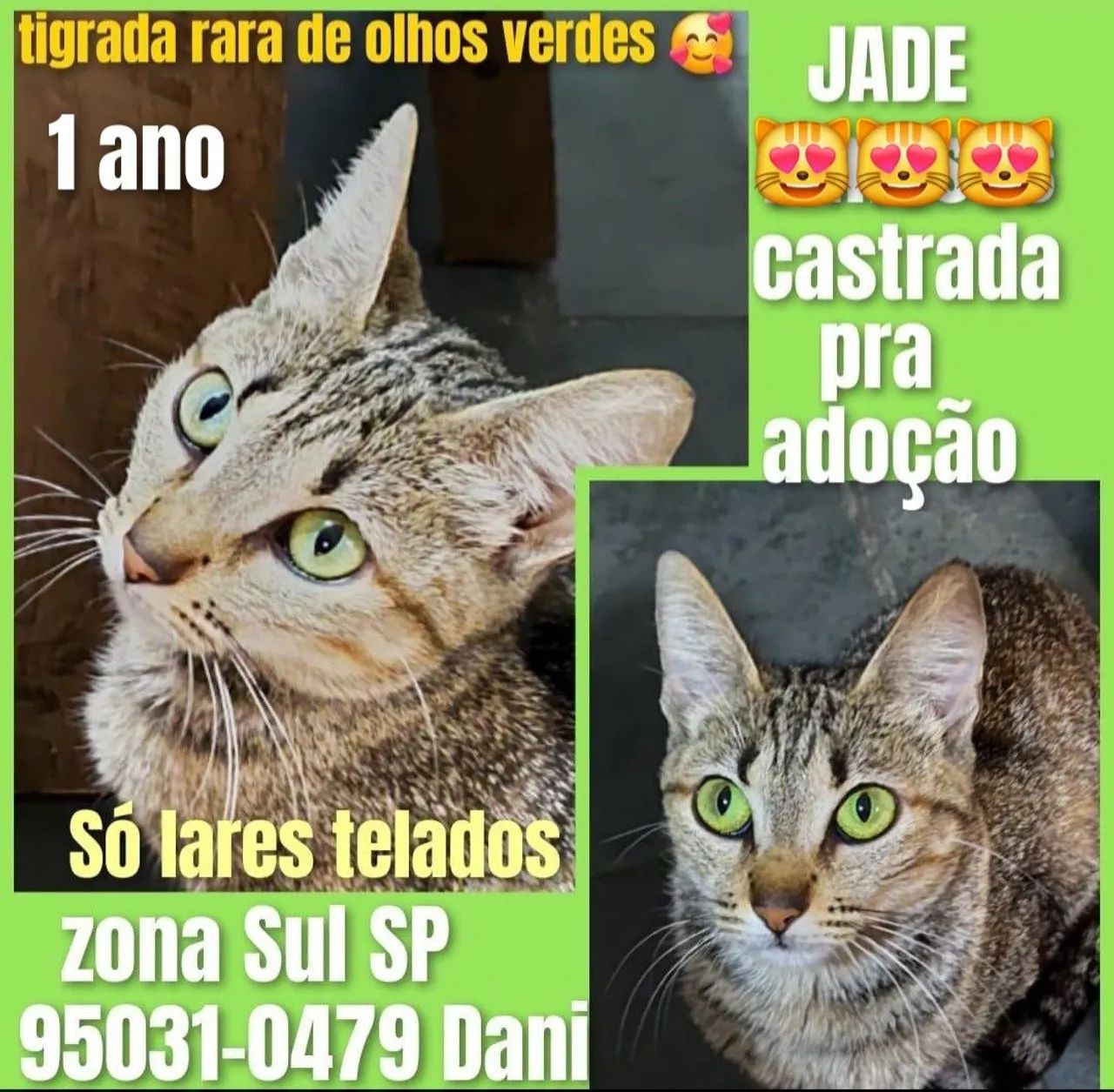 Gatos castrados  - Foto 3