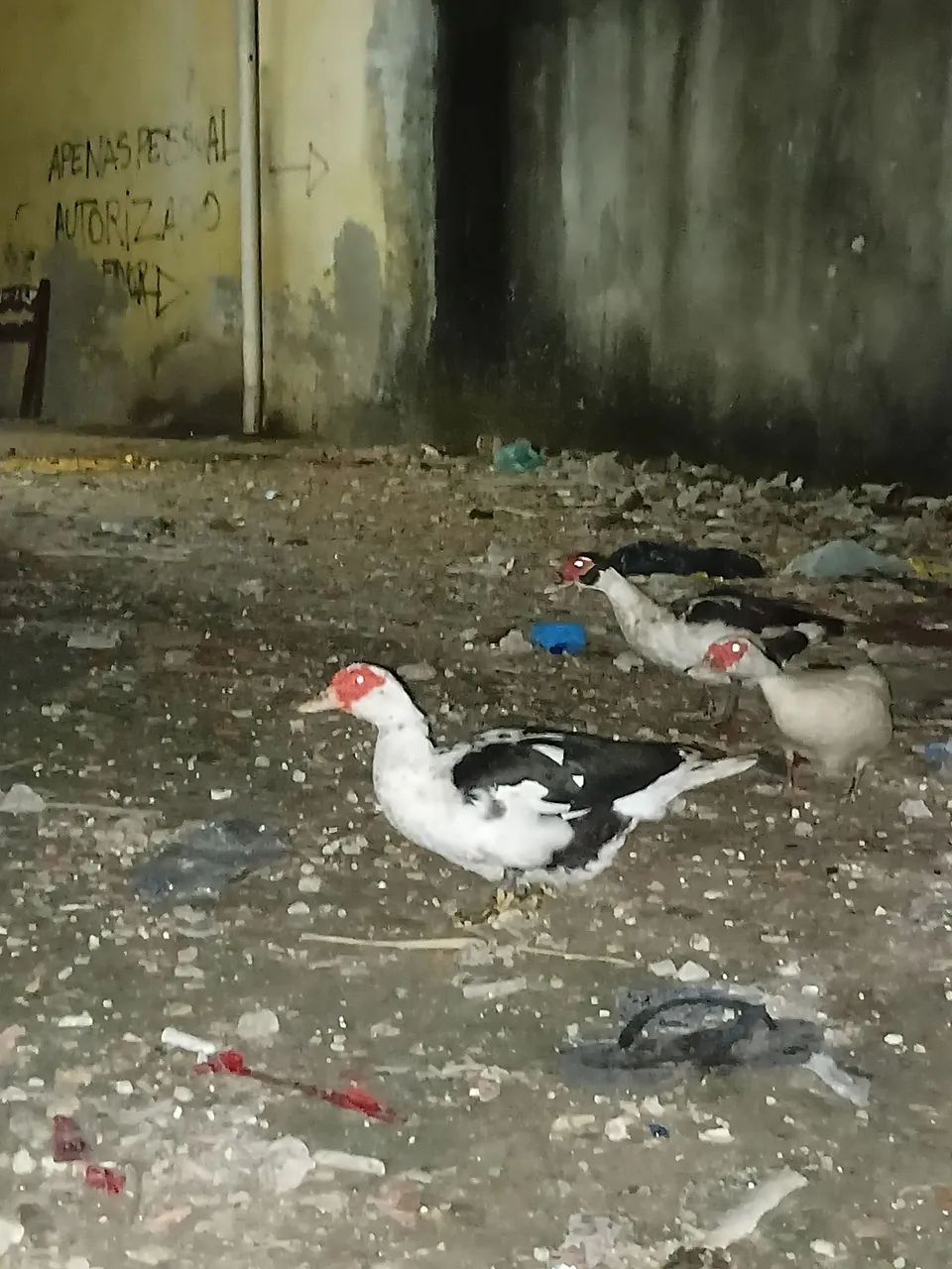 pato e patas grandes e saudáveis  - Foto 2
