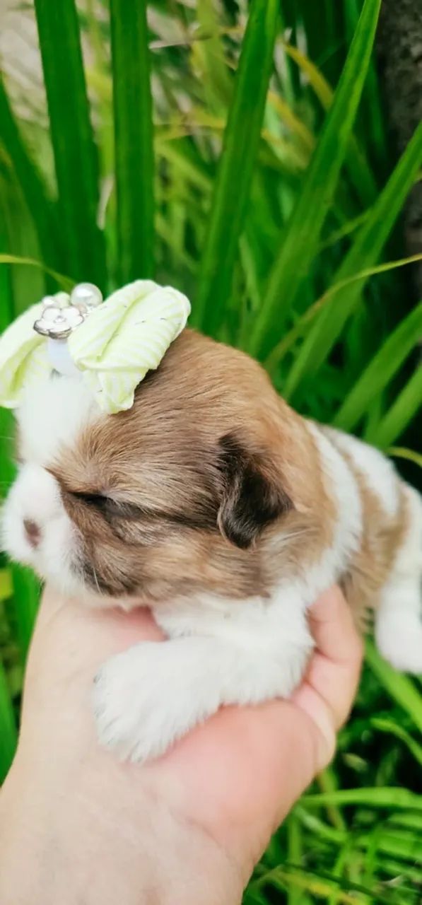Shihtzu fêmea  - Foto 3