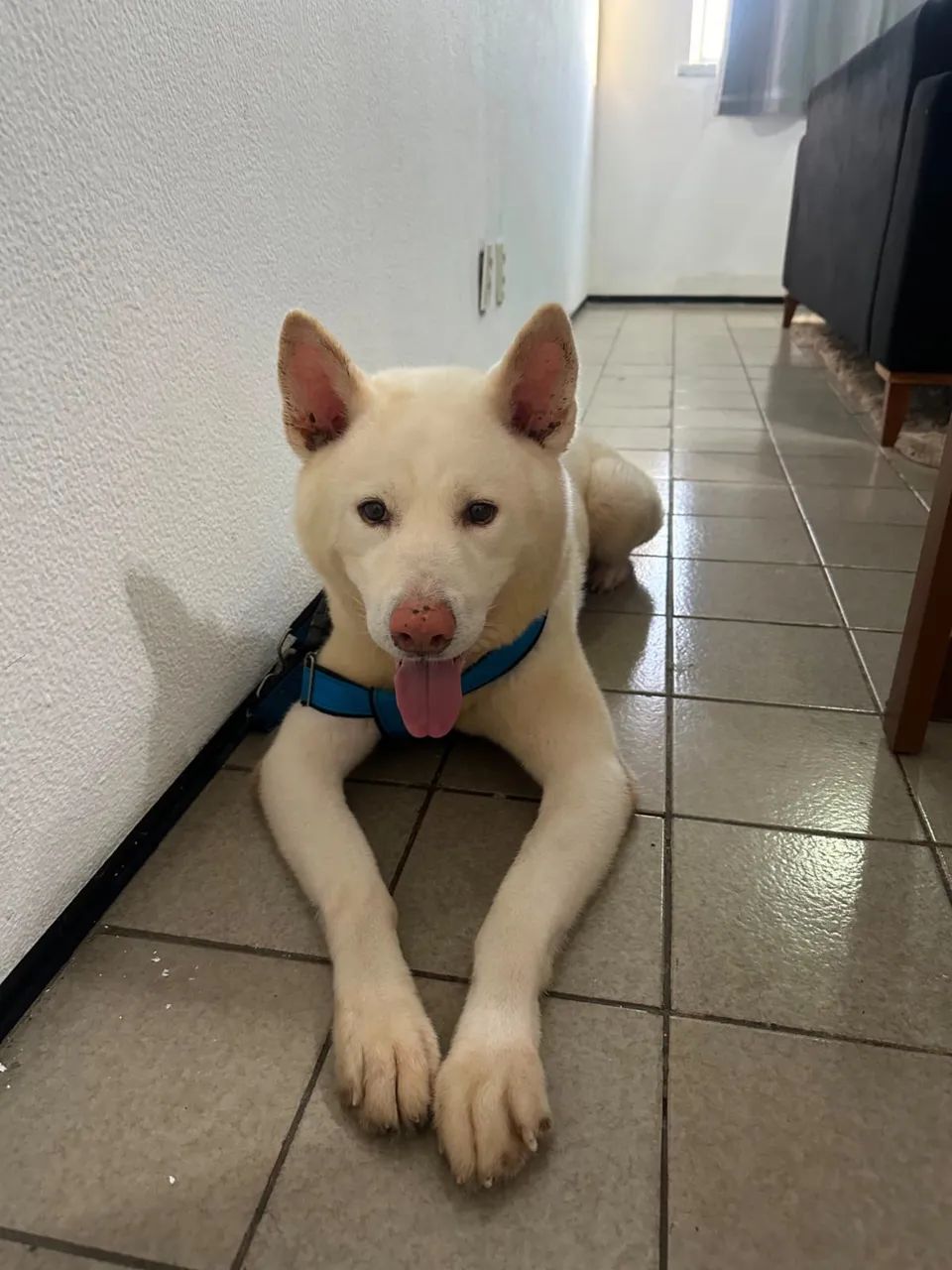 Vende se este cachorro - Foto 2