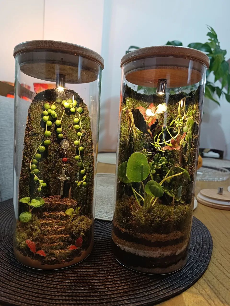 Terrários  - Foto 4