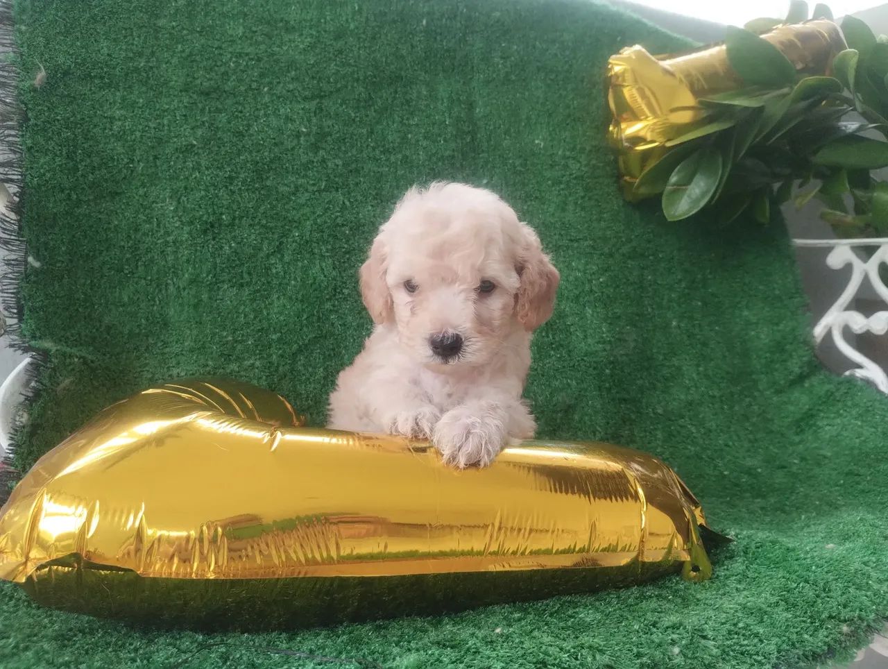 Filhote de Poodle toy - Foto 2