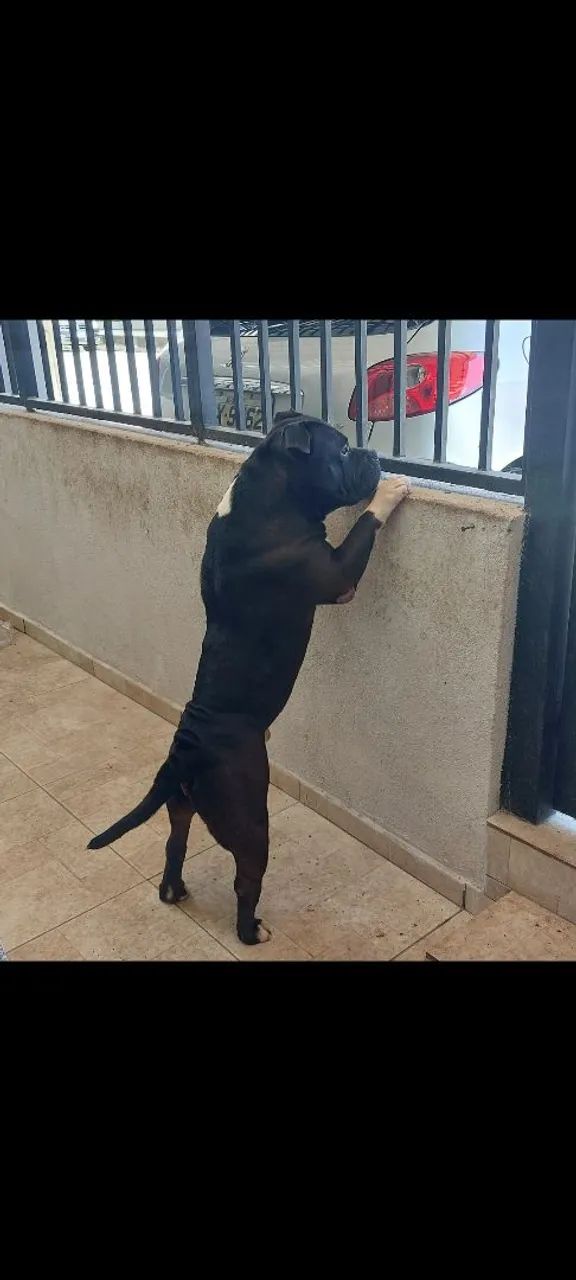 American Bully Standard  - Foto 2