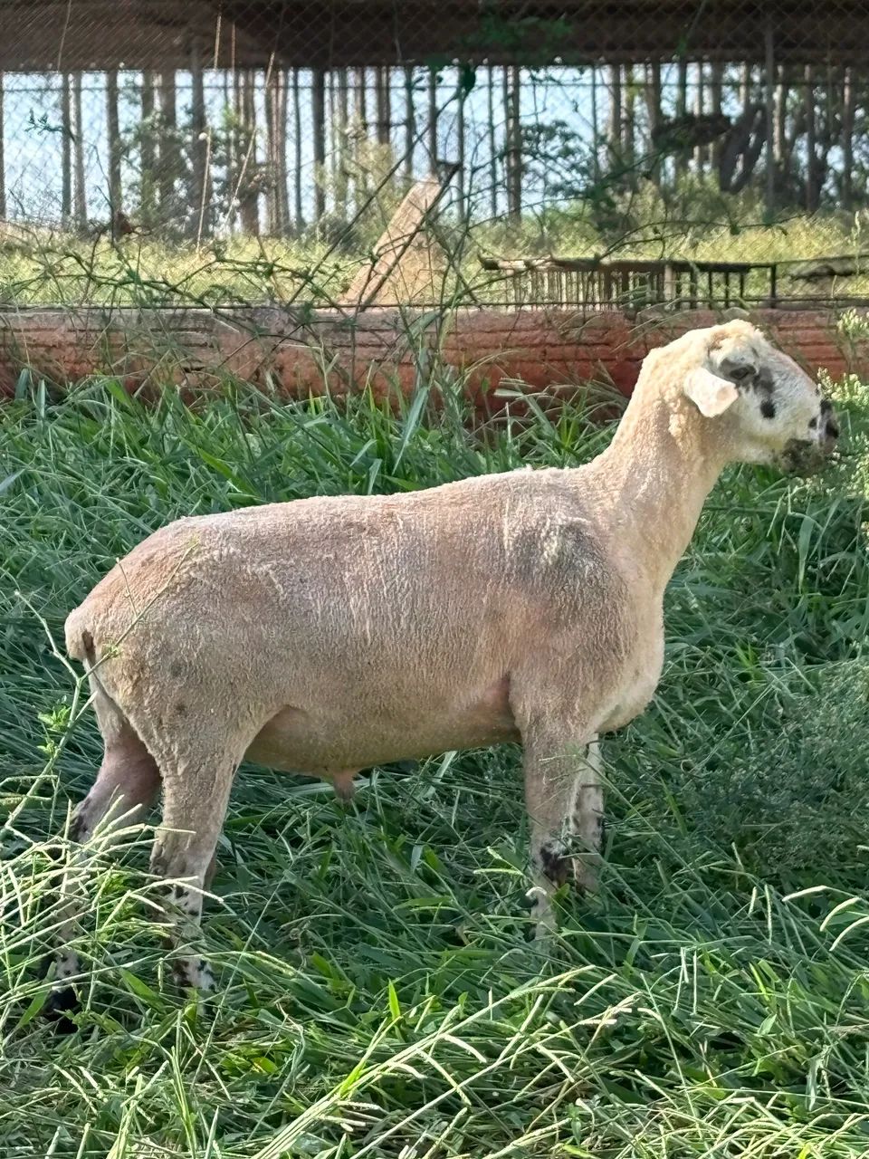 Carneiro Pantaneiro adulto  - Foto 2