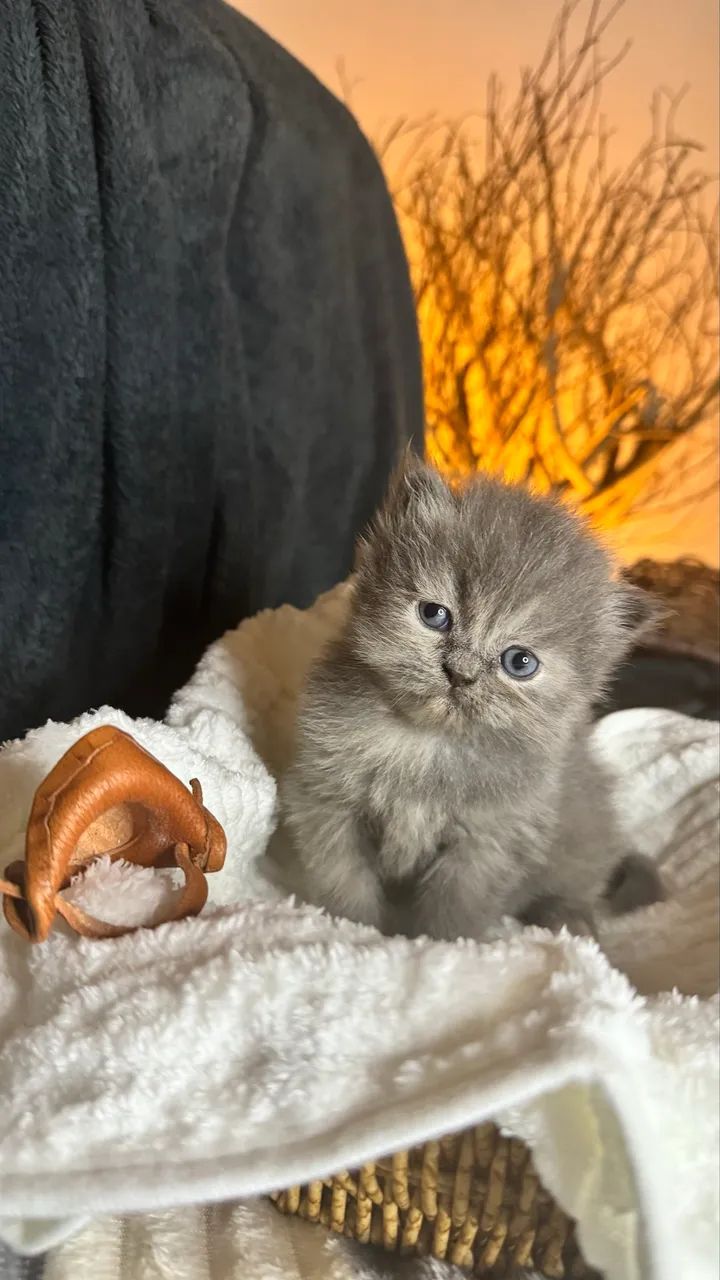 Gato Persa - Foto 4