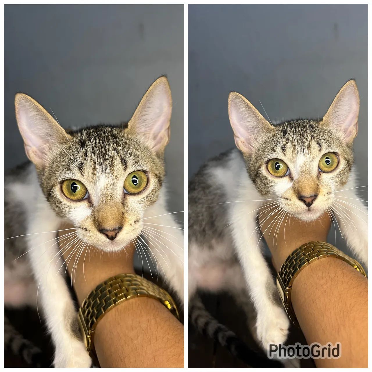 Doação responsável  - Foto 5