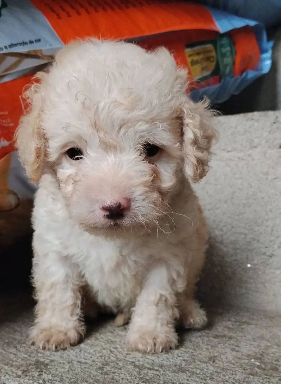 Poodle machinhos  - Foto 2
