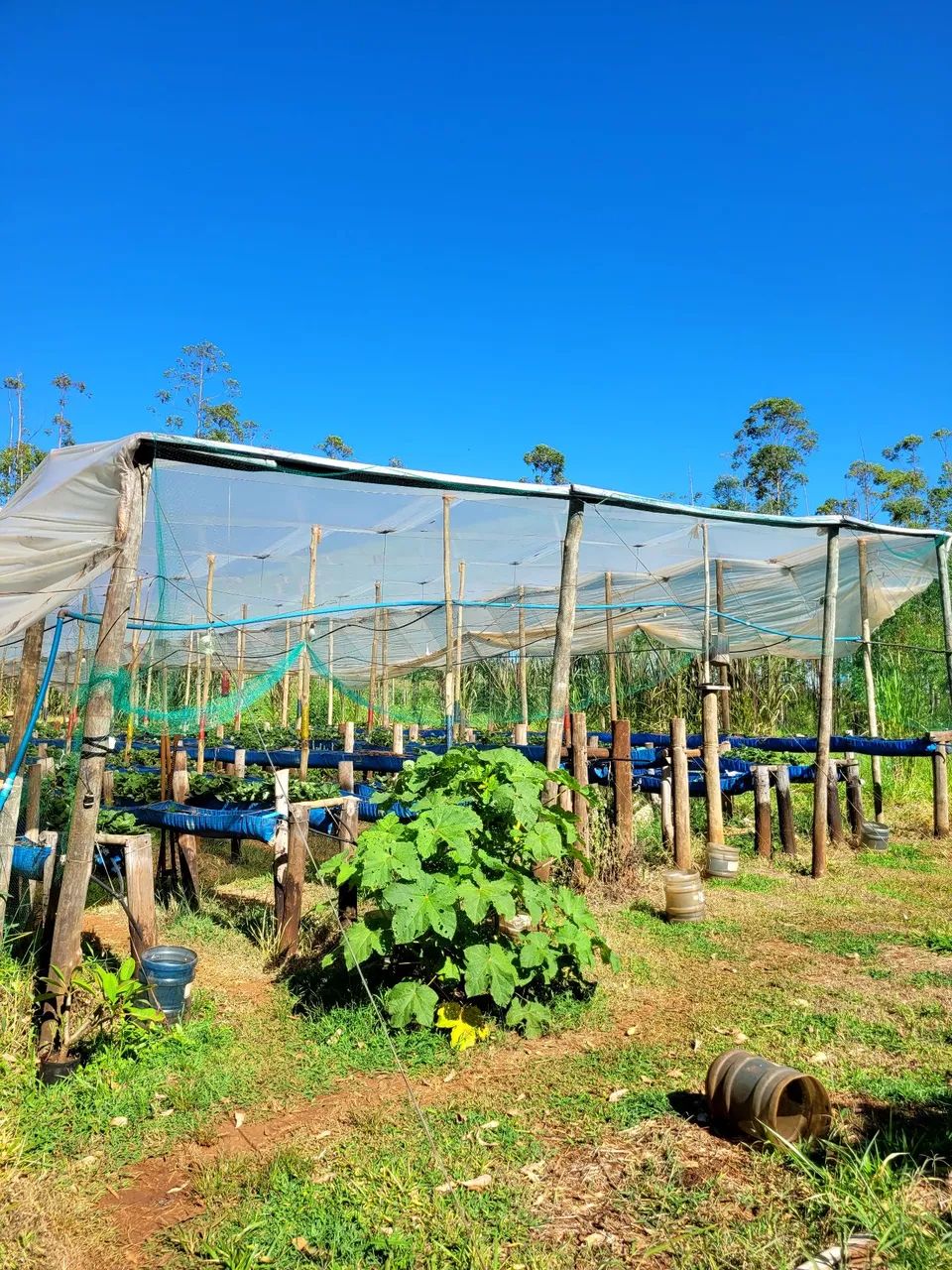 Estufa 50x10m - Foto 2