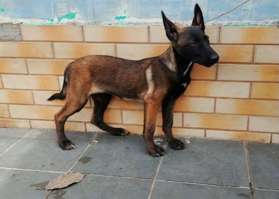 Malinois fêmea 