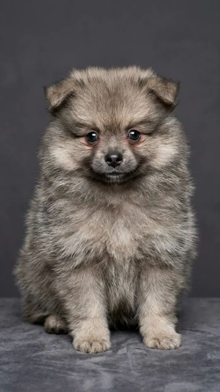 Spitz alemão  - Foto 2