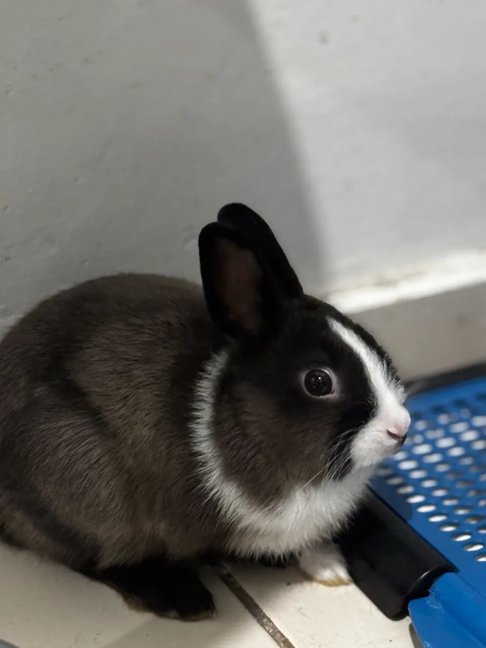 Coelho Anão Holandês Netherlands Dwarf - Foto 3