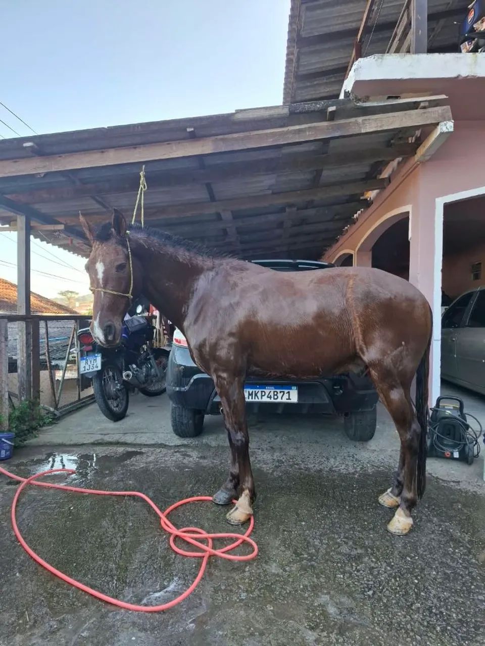 Cavalo mangalarga  - Foto 2