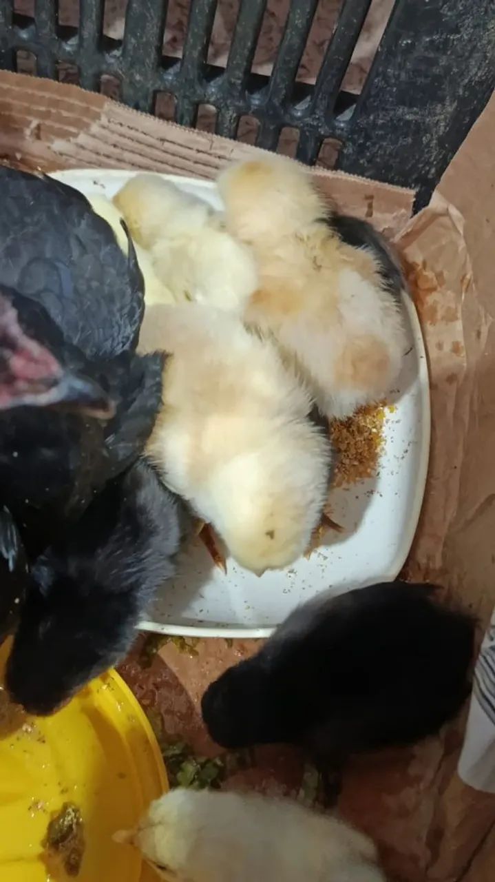 Vendo galizezinha com pintinhos  - Foto 3