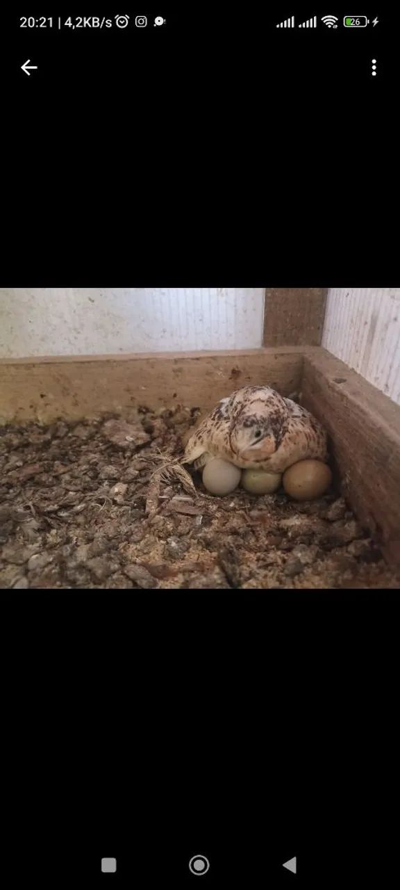 CODORNA CHINESINHA  - Foto 2