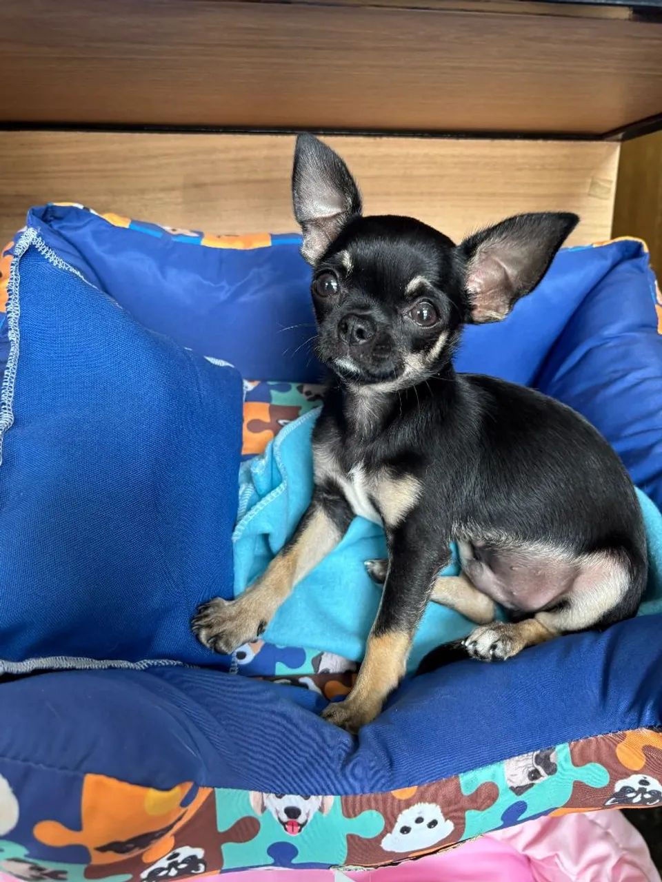 Chihuahua macho com pedigree.