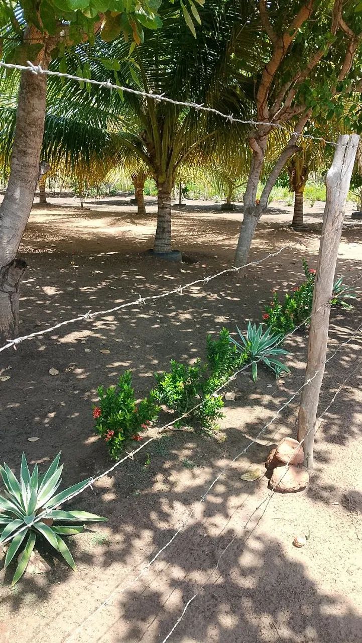 Limpeza de terrenos - Foto 2