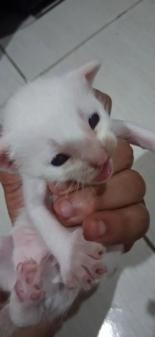 Gatos para doação 