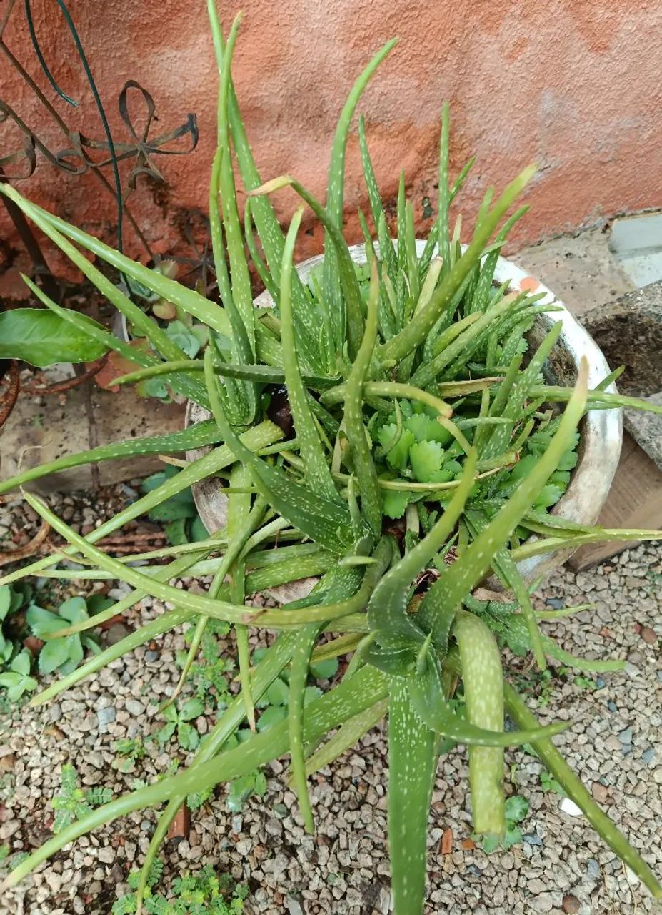 Vaso de cimento com  aloe vera  - Foto 2
