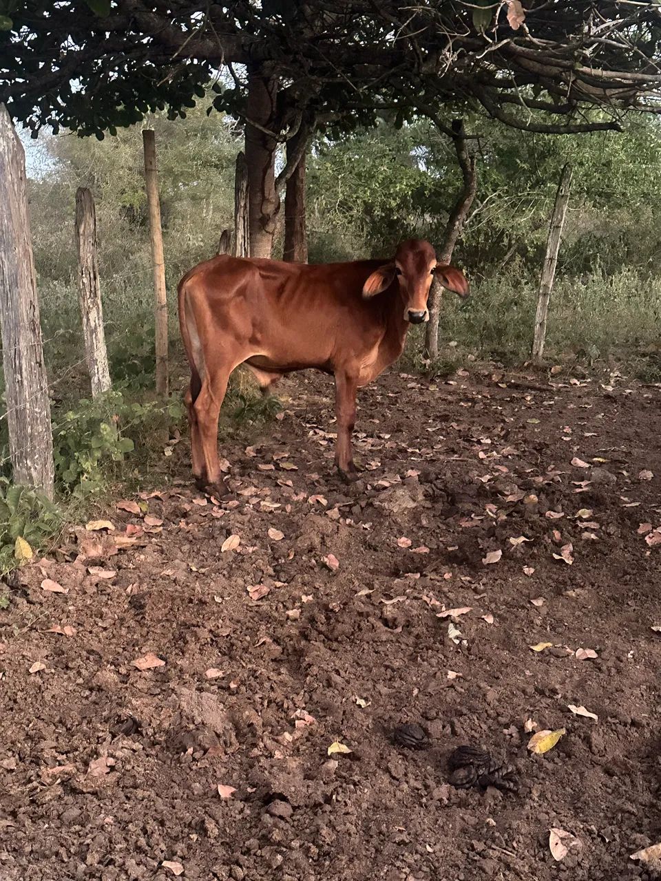 Bezerro  - Foto 2