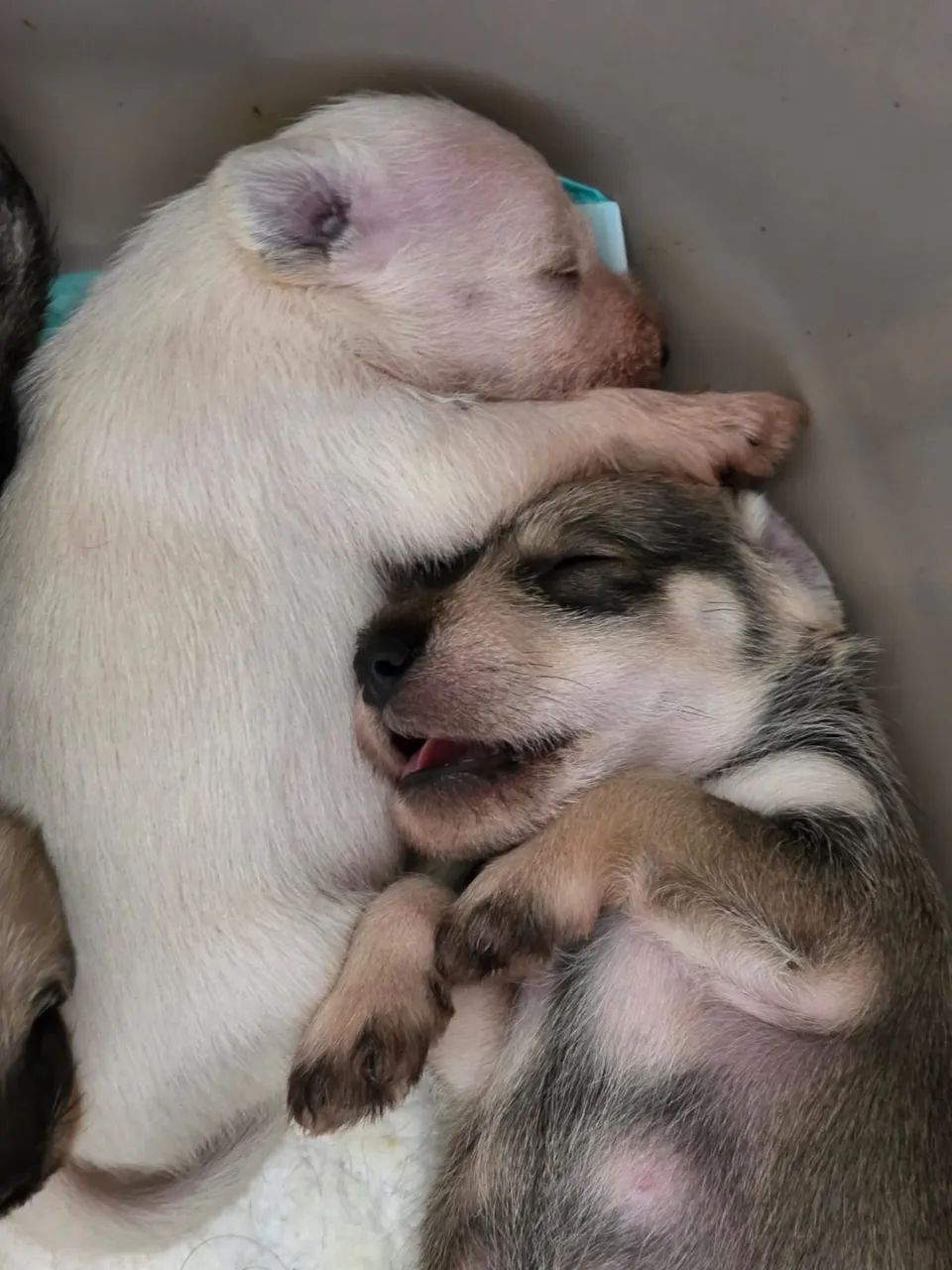 Filhote Schnauzer com Pedigree - macho  - Foto 3