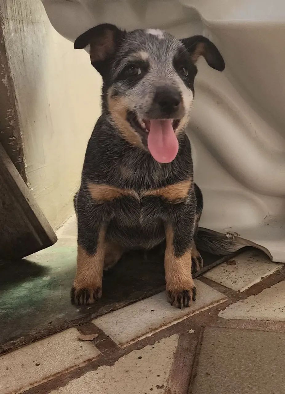 Boiadeiro- australiano