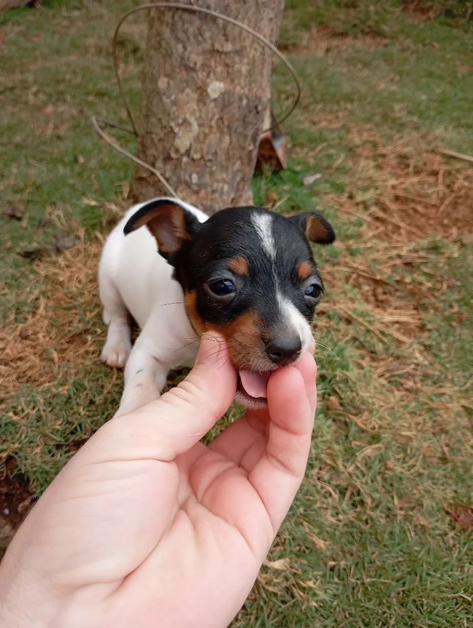 Pincher macho 